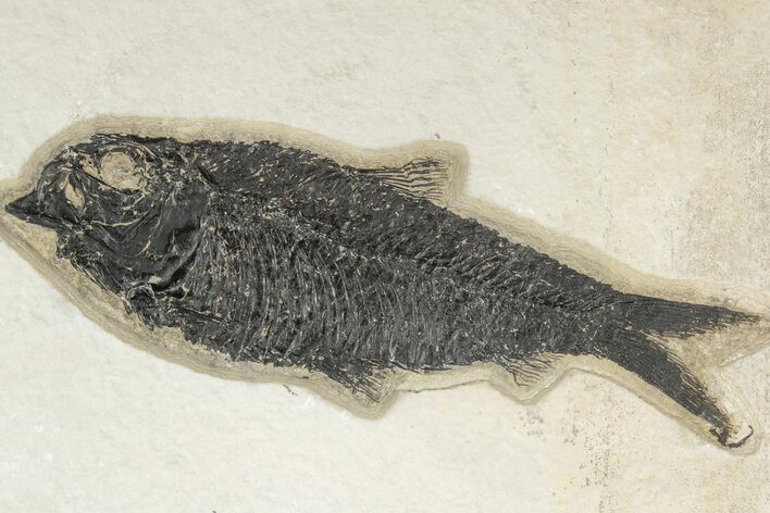 Fossil Fish (Knightia) - Green River Formation #189621